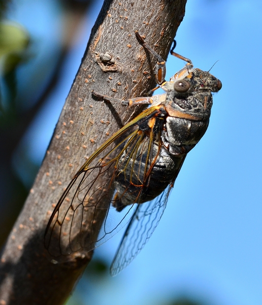 Cicadomorpha  da Id.